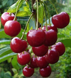 Вишня «Троицкая»